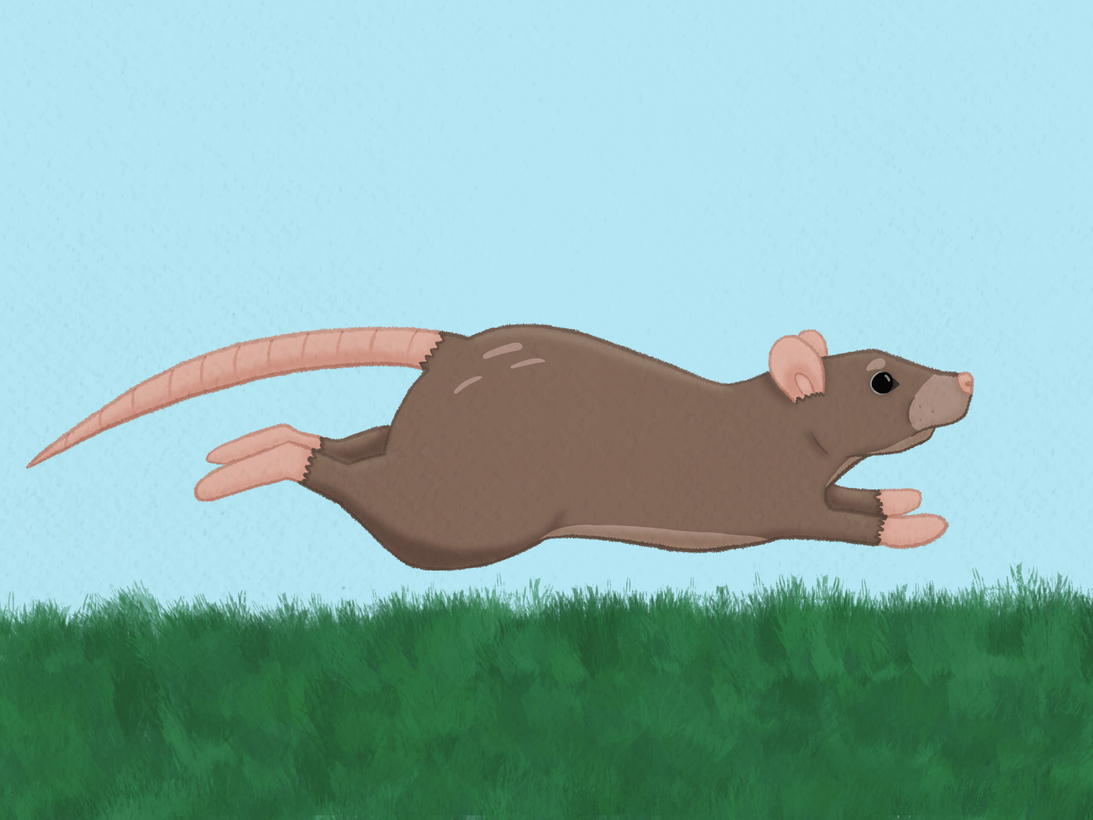 Rat run cycle